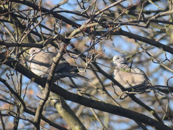 Low angle view of bird perching on tree