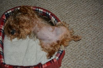 High angle portrait of dog relaxing on floor