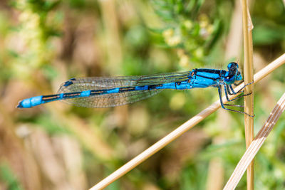 Close-up of dragonfly on blade of grass