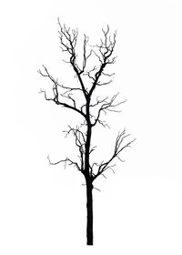 Low angle view of bare tree against clear sky