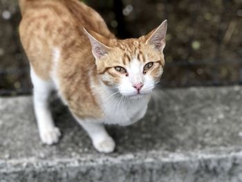 Close-up portrait of ginger cat