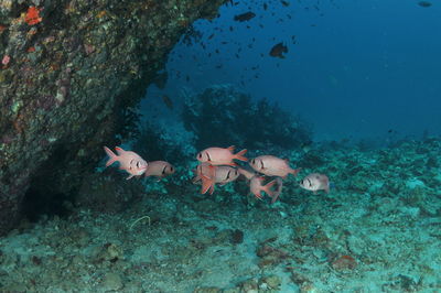 Fish swimming in sea