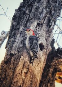 View of bird perching on tree trunk