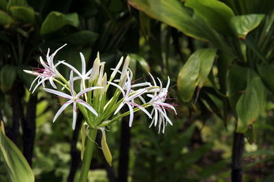 Close-up of purple flowering plant