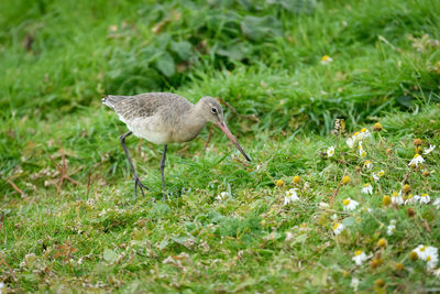 Side view of a bird on field