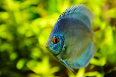 Close-up of fish swimming in sea