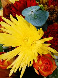 Close-up of yellow flower