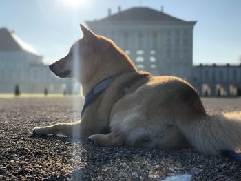 View of a dog looking away