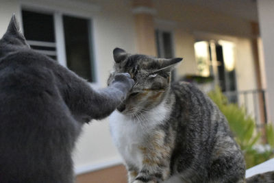 Close-up of two cats