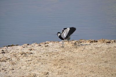 High angle view of gray heron perching on lake
