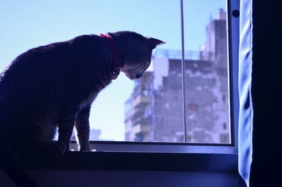 Cat looking through window at home