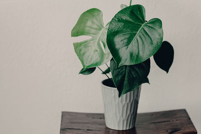 Close-up of white flower vase on table against wall