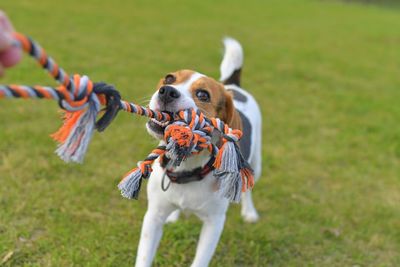 A beagle dog pulls a rope and plays tug-of-war with his master. a dog plays tug of war with a rope