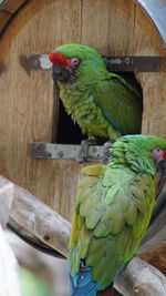 Close-up of parrot perching on wood