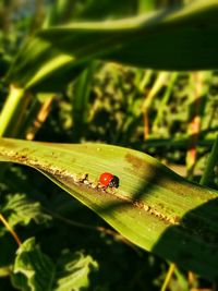 Close-up of insect on leaf