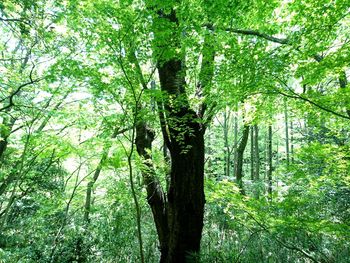 Trees in forest