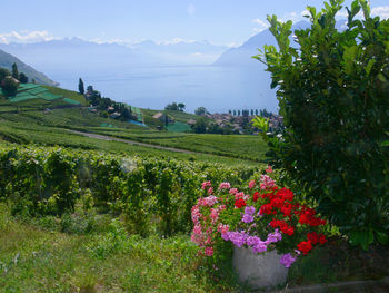 Scenic view of vineyard