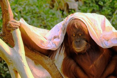 Orangutans protect themselves from the heat with wet cloths