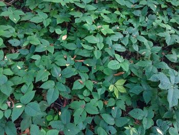 Full frame shot of leaves on field