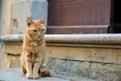 Ginger cat sitting on a the stone steps of an old house, tuscany, italy