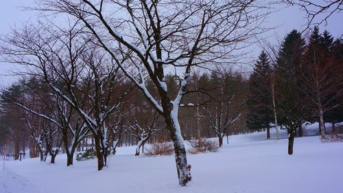 Bare trees against sky during winter