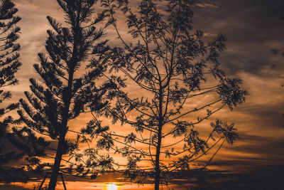 Low angle view of silhouette tree against sky at sunset