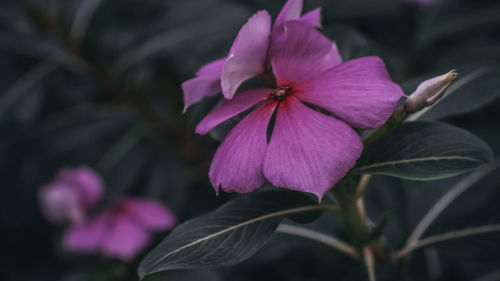 Close-up of pink flowering plant