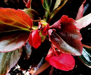 Close-up of red roses