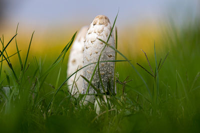 Close-up of grass on field against sky