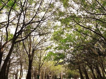 Low angle view of trees in forest against sky