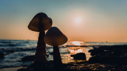 Close-up of shells at beach against sky during sunset