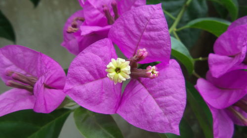 Close-up of insect on pink flowers