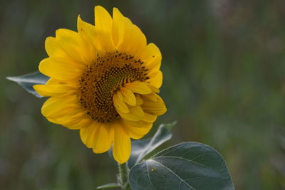 Close-up of yellow flower