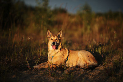 Portrait of dog relaxing on field