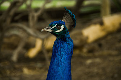 Close-up of peacock