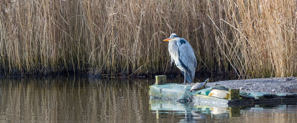 Bird perching on lake