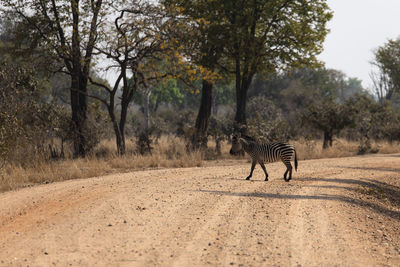 View of zebras walking on dirt road