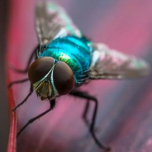 Detail shot of insect on flower