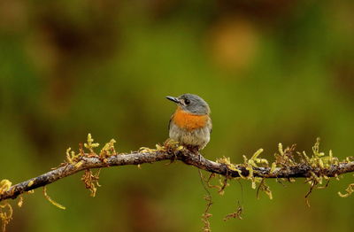 Close-up of bird perching on branch