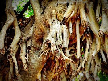 Close-up of tree trunk