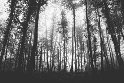 Low angle view of trees in forest