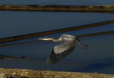 Bird flying over lake