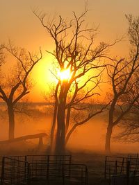 Silhouette bare trees against orange sky during sunset