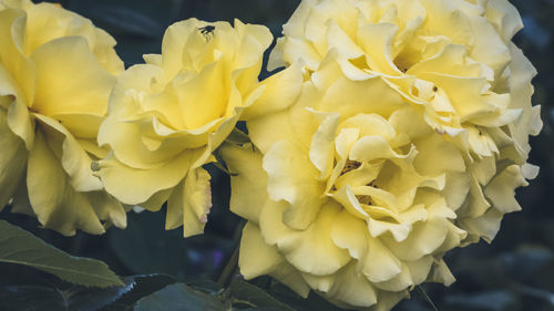 Close-up of yellow rose flower