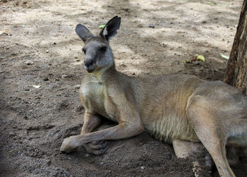 Lion relaxing on field