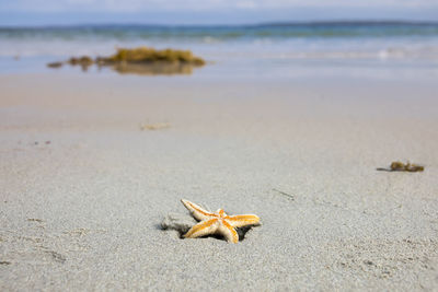 Close-up of crab on beach