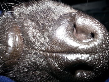 Close-up of cat
