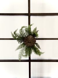 Close-up of potted plant against window