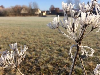 Close-up of snow covered plants on field