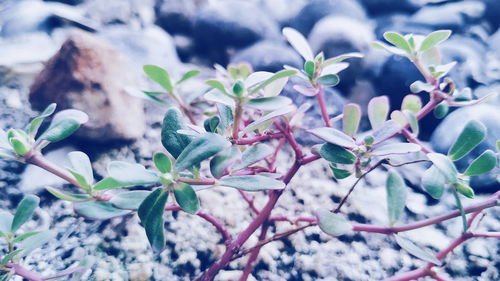 Close-up of flowering plant